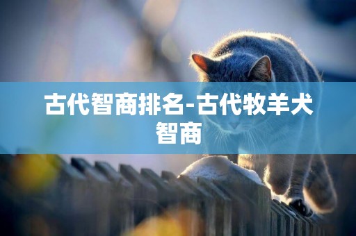 古代智商排名-古代牧羊犬智商