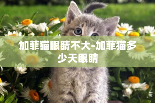 加菲貓眼睛不大-加菲貓多少天眼睛