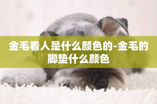 金毛看人是什么顏色的-金毛的腳墊什么顏色