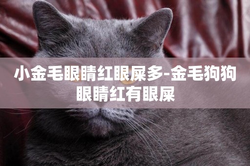 小金毛眼睛紅眼屎多-金毛狗狗眼睛紅有眼屎