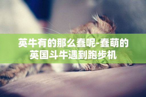 英牛有的那么蠢呢-蠢萌的英國斗牛遇到跑步機