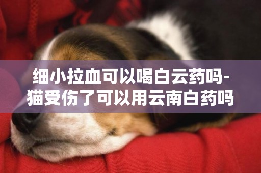 細小拉血可以喝白云藥嗎-貓受傷了可以用云南白藥嗎