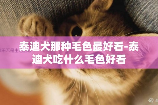 泰迪犬那種毛色最好看-泰迪犬吃什么毛色好看
