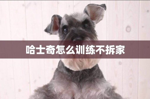 哈士奇怎么訓練不拆家
