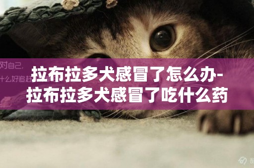 拉布拉多犬感冒了怎么辦-拉布拉多犬感冒了吃什么藥