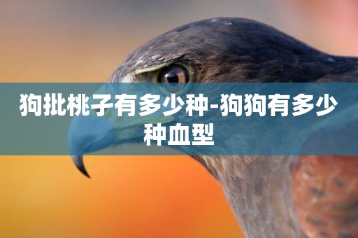 狗批桃孑有多少種-狗狗有多少種血型
