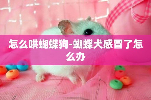 怎么哄蝴蝶狗-蝴蝶犬感冒了怎么辦