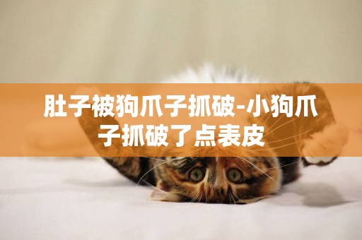 肚子被狗爪子抓破-小狗爪子抓破了點表皮