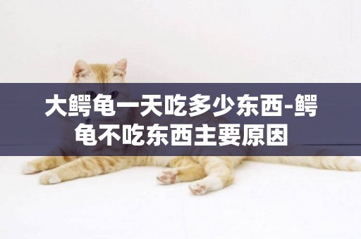 大鱷龜一天吃多少東西-鱷龜不吃東西主要原因