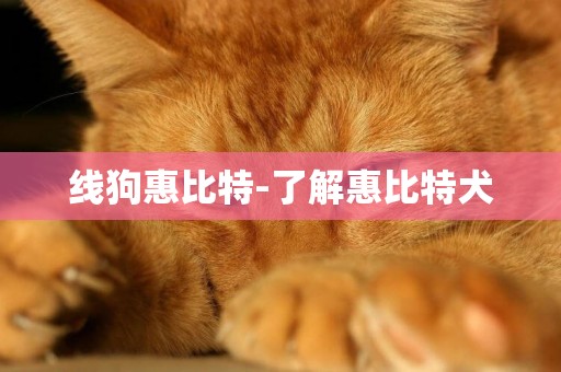 線狗惠比特-了解惠比特犬
