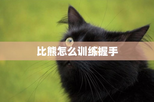比熊怎么訓練握手