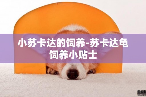 小蘇卡達的飼養-蘇卡達龜飼養小貼士