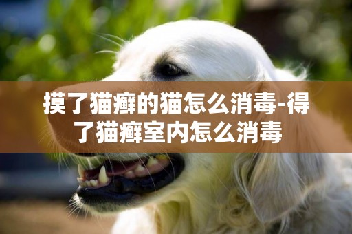摸了貓癬的貓怎么消毒-得了貓癬室內怎么消毒