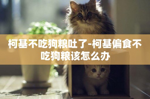 柯基不吃狗糧吐了-柯基偏食不吃狗糧該怎么辦