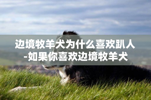 邊境牧羊犬為什么喜歡趴人-如果你喜歡邊境牧羊犬