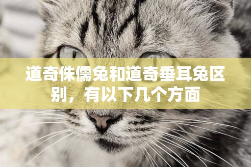 道奇侏儒兔和道奇垂耳兔區別,有以下幾個方面 道奇侏儒兔和道奇垂耳兔區別,有以下幾個方面