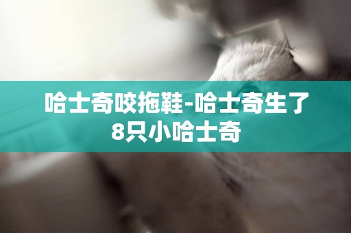 哈士奇咬拖鞋-哈士奇生了8只小哈士奇