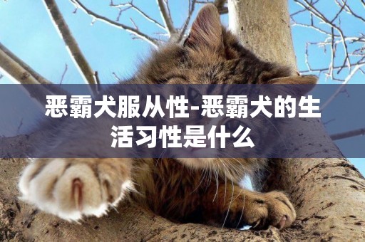 惡霸犬服從性-惡霸犬的生活習性是什么