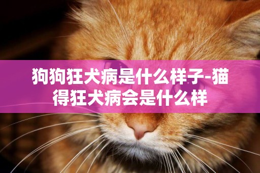 狗狗狂犬病是什么樣子-貓得狂犬病會是什么樣