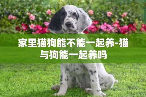 家里貓狗能不能一起養-貓與狗能一起養嗎