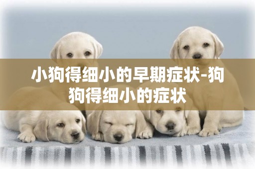 小狗得細小的早期癥狀-狗狗得細小的癥狀