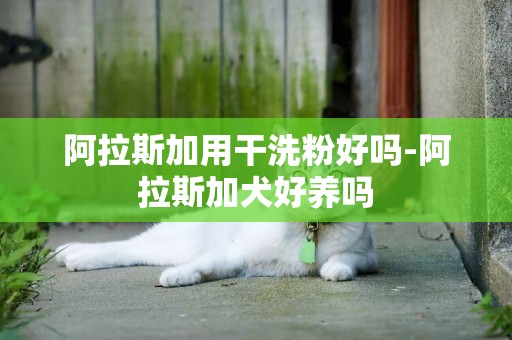阿拉斯加用干洗粉好嗎-阿拉斯加犬好養嗎