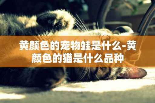黃顏色的寵物蛙是什么-黃顏色的貓是什么品種