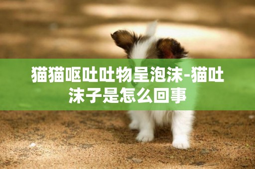 貓貓嘔吐吐物呈泡沫-貓吐沫子是怎么回事