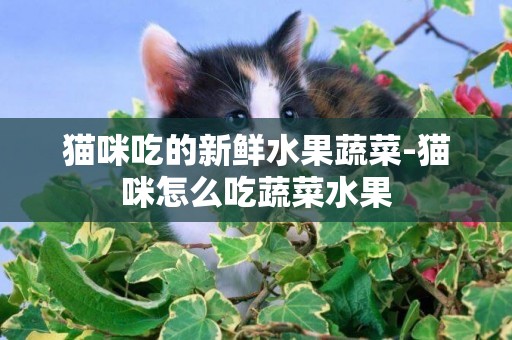 貓咪吃的新鮮水果蔬菜-貓咪怎么吃蔬菜水果