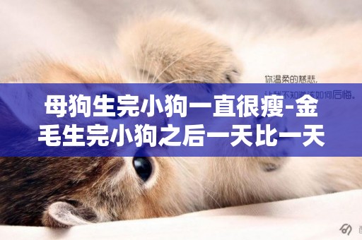 母狗生完小狗一直很瘦-金毛生完小狗之后一天比一天瘦
