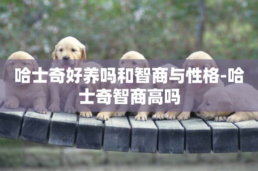 哈士奇好養嗎和智商與性格-哈士奇智商高嗎