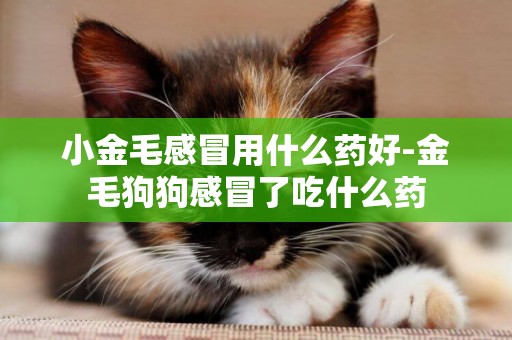 小金毛感冒用什么藥好-金毛狗狗感冒了吃什么藥