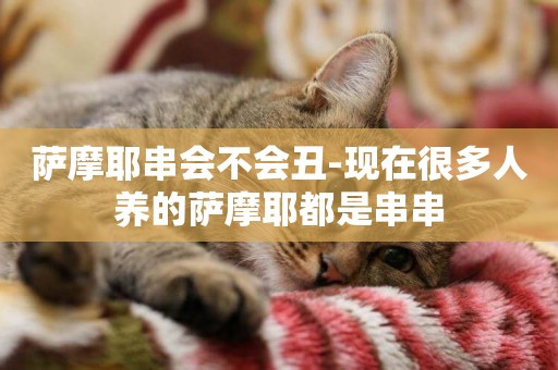 薩摩耶串會不會丑-現在很多人養的薩摩耶都是串串