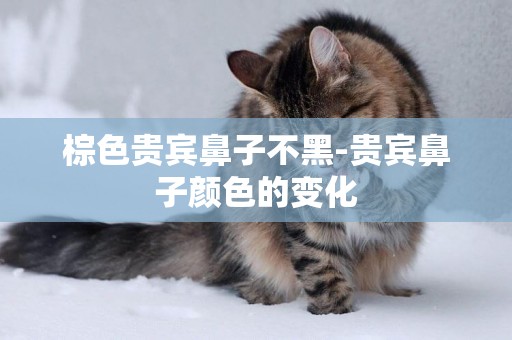 棕色貴賓鼻子不黑-貴賓鼻子顏色的變化