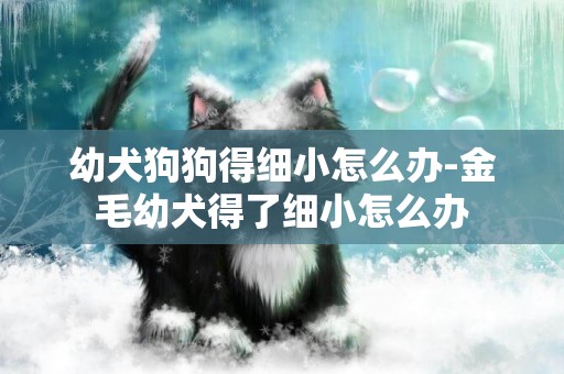 幼犬狗狗得細小怎么辦-金毛幼犬得了細小怎么辦