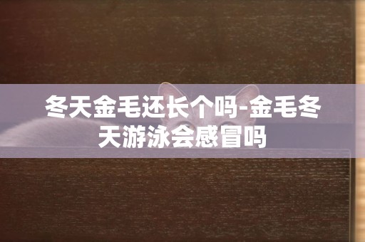 冬天金毛還長個嗎-金毛冬天游泳會感冒嗎