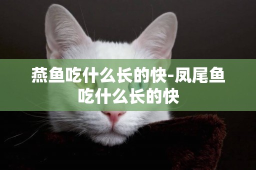 燕魚吃什么長的快-鳳尾魚吃什么長的快