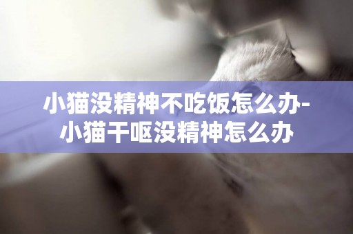 小貓沒精神不吃飯怎么辦-小貓干嘔沒精神怎么辦