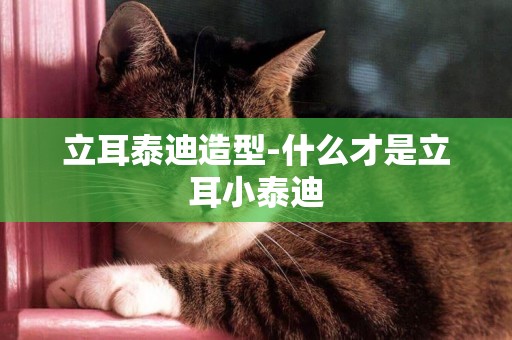 立耳泰迪造型-什么才是立耳小泰迪