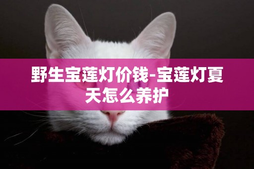 野生寶蓮燈價錢-寶蓮燈夏天怎么養護