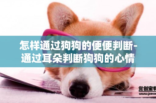 怎樣通過狗狗的便便判斷-通過耳朵判斷狗狗的心情