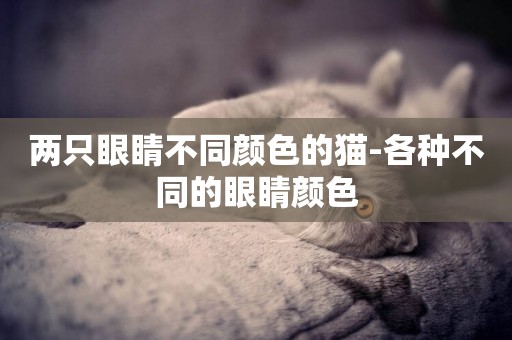 兩只眼睛不同顏色的貓-各種不同的眼睛顏色