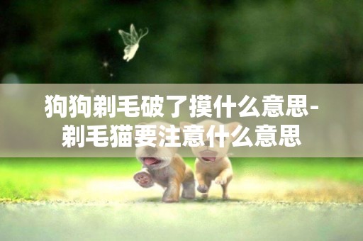 狗狗剃毛破了摸什么意思-剃毛貓要注意什么意思