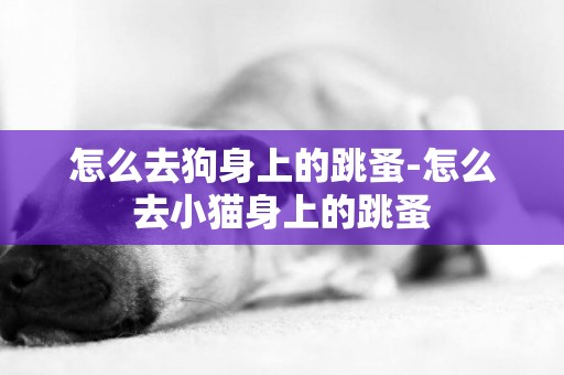 怎么去狗身上的跳蚤-怎么去小貓身上的跳蚤