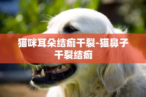 貓咪耳朵結痂干裂-貓鼻子干裂結痂