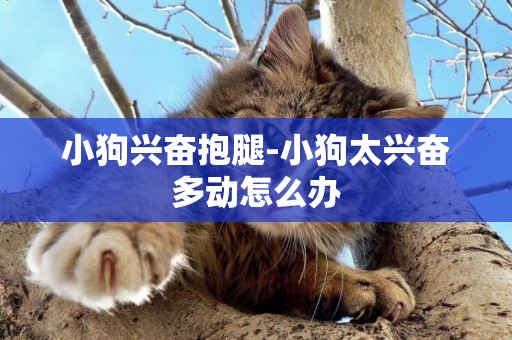 小狗興奮抱腿-小狗太興奮多動怎么辦