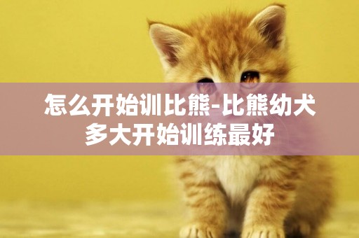 怎么開始訓比熊-比熊幼犬多大開始訓練最好