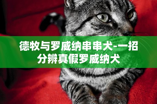 德牧與羅威納串串犬-一招分辨真假羅威納犬