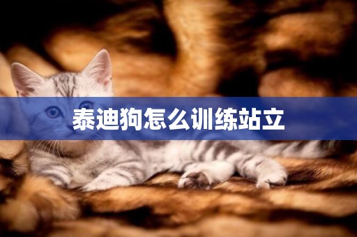 泰迪狗怎么訓練站立