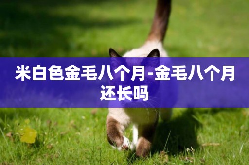 米白色金毛八個月-金毛八個月還長嗎